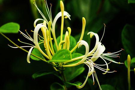 The difference between flower buds