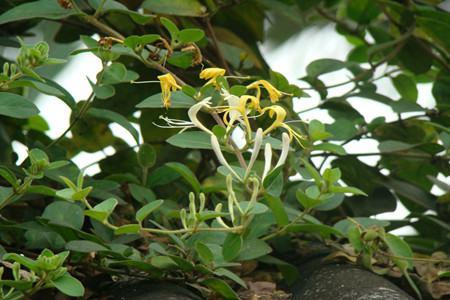 Mountain Silver Flower Picture