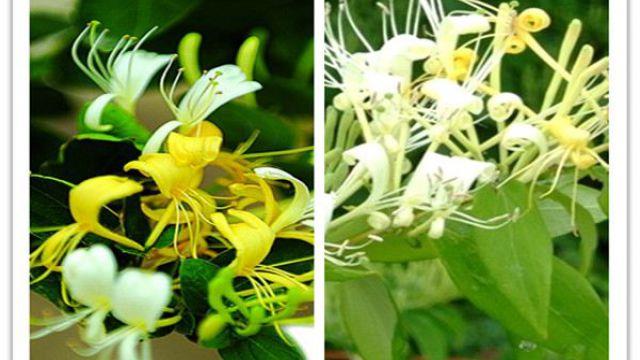 The difference between honeysuckle and mountain honeysuckle