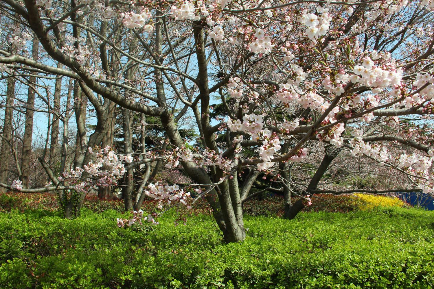 Sakura