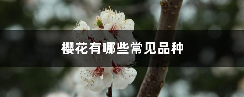 What are the common varieties of cherry blossoms