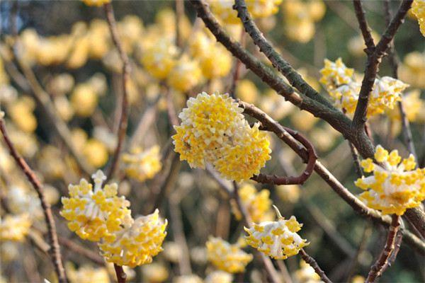 The difference between knotweed and daphne