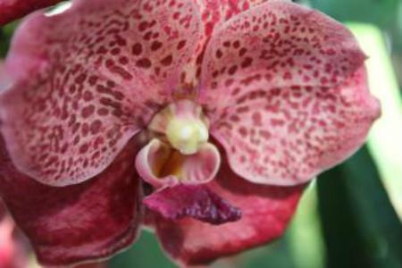 Vanda Orchid