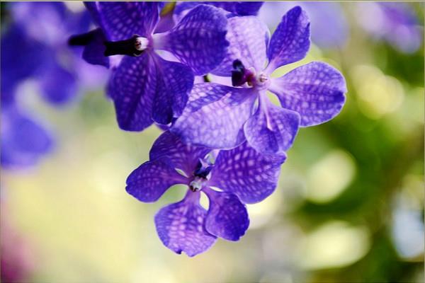 The difference between Vanda orchid and Thousand generation orchid