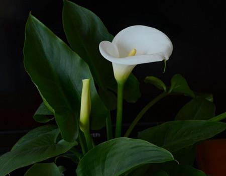 Calla Lily