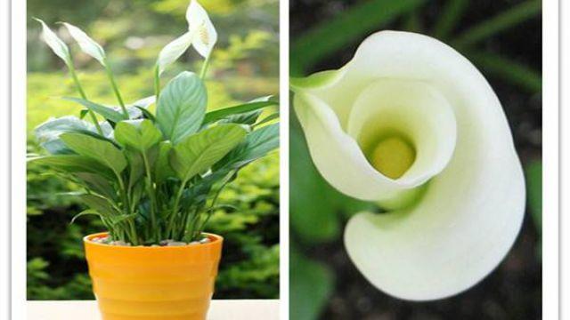 The difference between white palm and calla lily