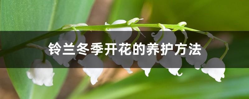 Care methods for lily of the valley blooming in winter