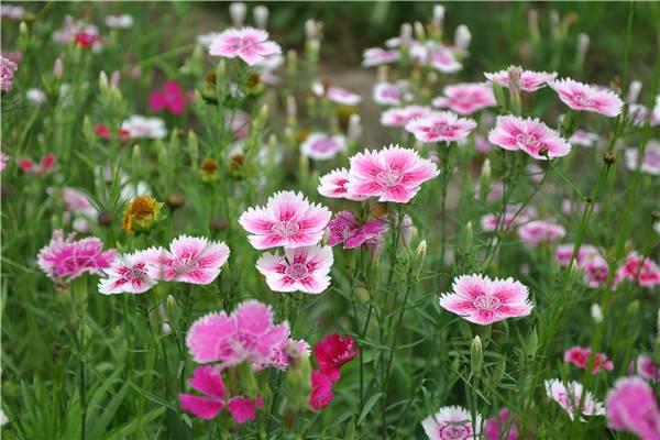 Cultivation Methods of Dianthus Changxia