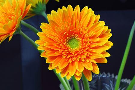 Gerbera pictures