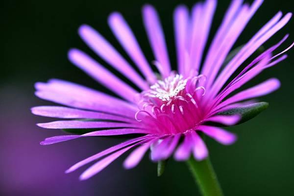 The difference between conifer and gerbera