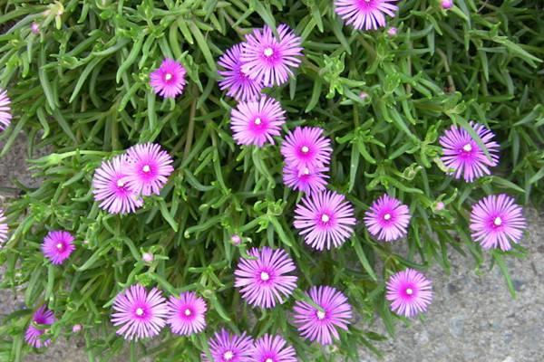 When does the conifer flower bloom