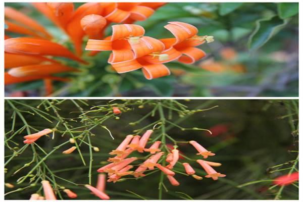 The difference between firecracker flowers and firecrackers