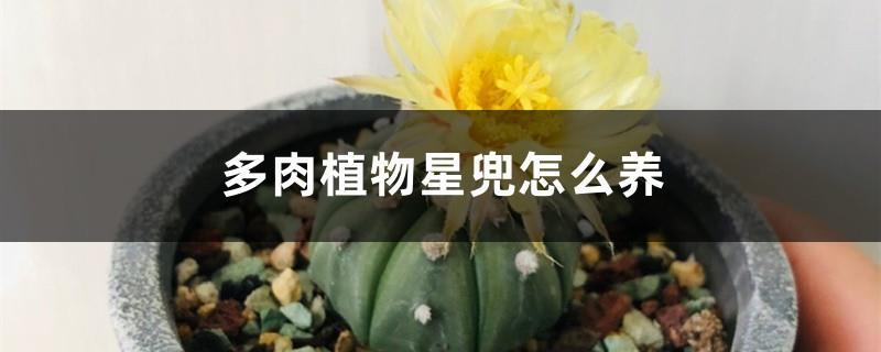 How to grow succulent plants