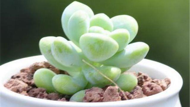 How to care for succulent plant Angel's Tears