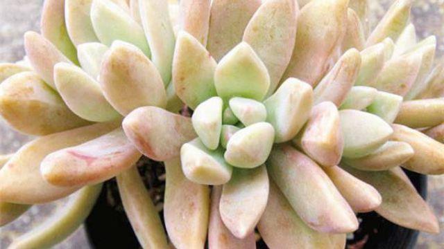 How to raise Succulent Qiuli