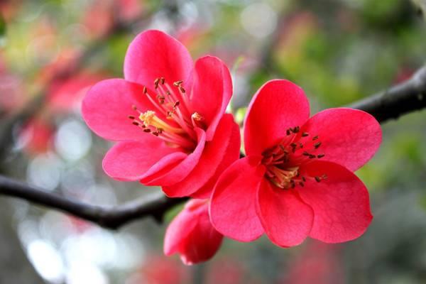 In winter, you think moving flowers indoors is the end