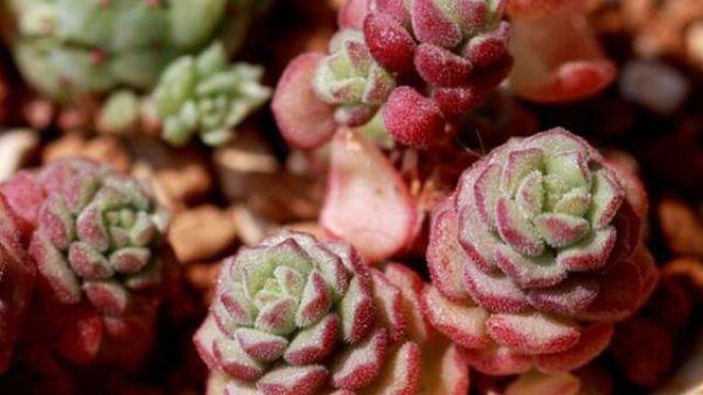 How to raise Succulent Spring Miracle