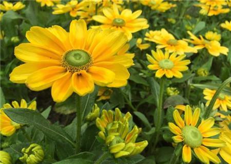 The difference between rudbeckia and coneflower - the heart of the flower