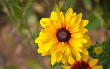 The petals of the difference between rudbeckia and coneflower