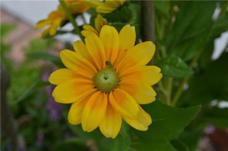 The difference between rudbeckia and coneflower in plant height