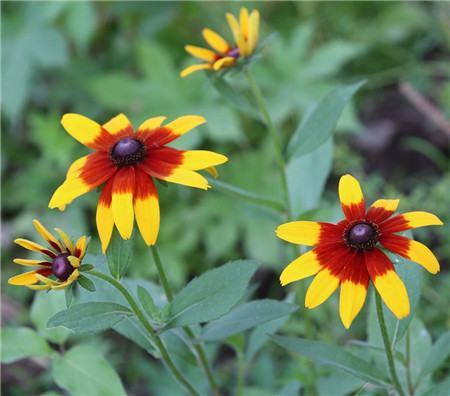 Other differences between rudbeckia and coneflower