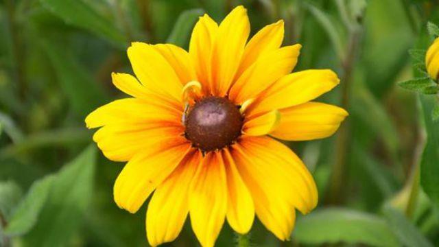 What is the difference between rudbeckia and coneflower