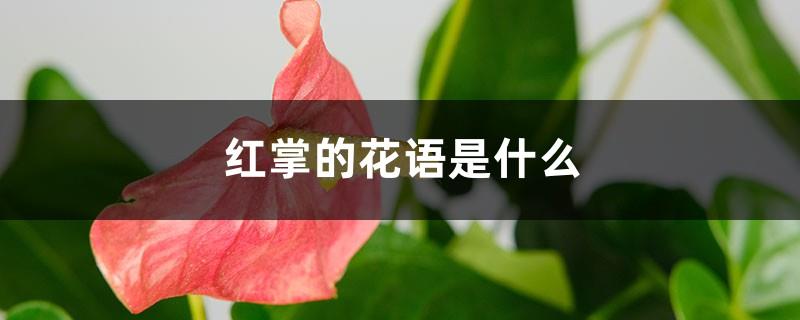 What is the flower language of anthurium