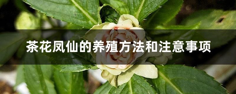 Camellia Impatiens Breeding Methods and Precautions