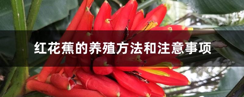 Red banana cultivation methods and precautions