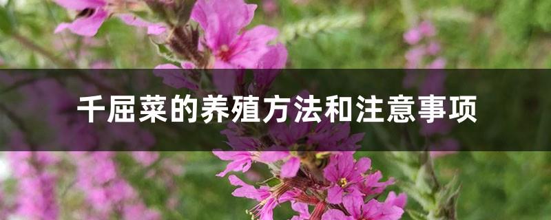 Cultivation methods and precautions of Qianqucai