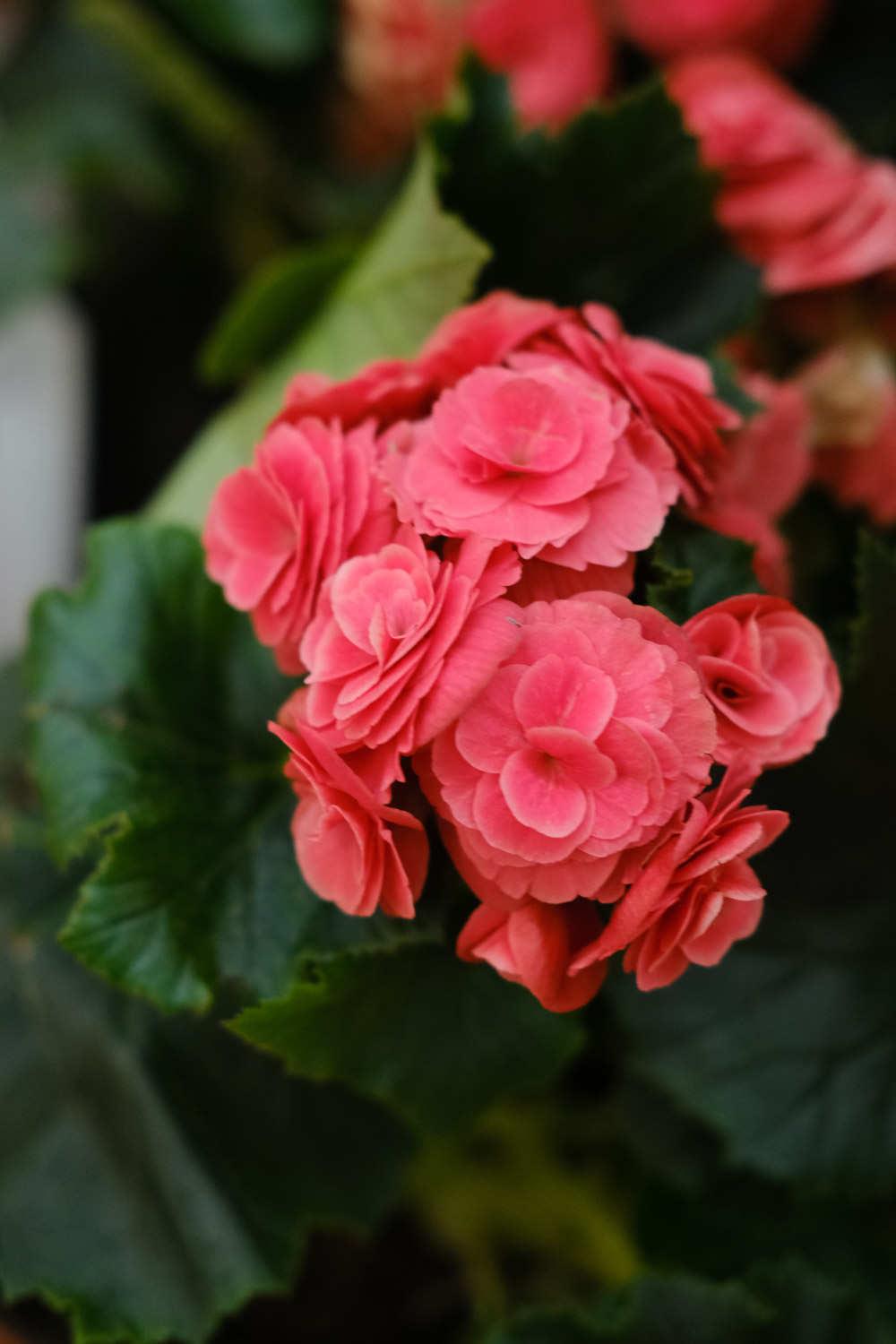 Leige Begonia