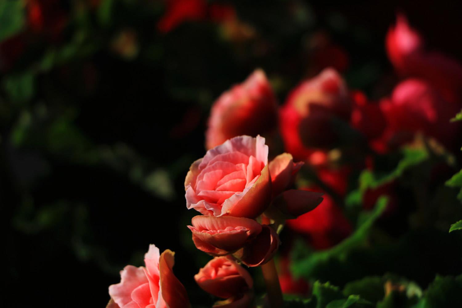 Leige Begonia