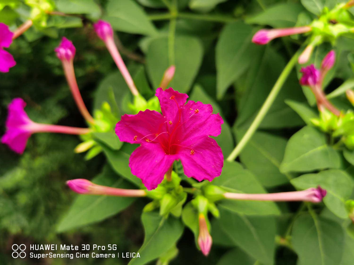 Purple Jasmine