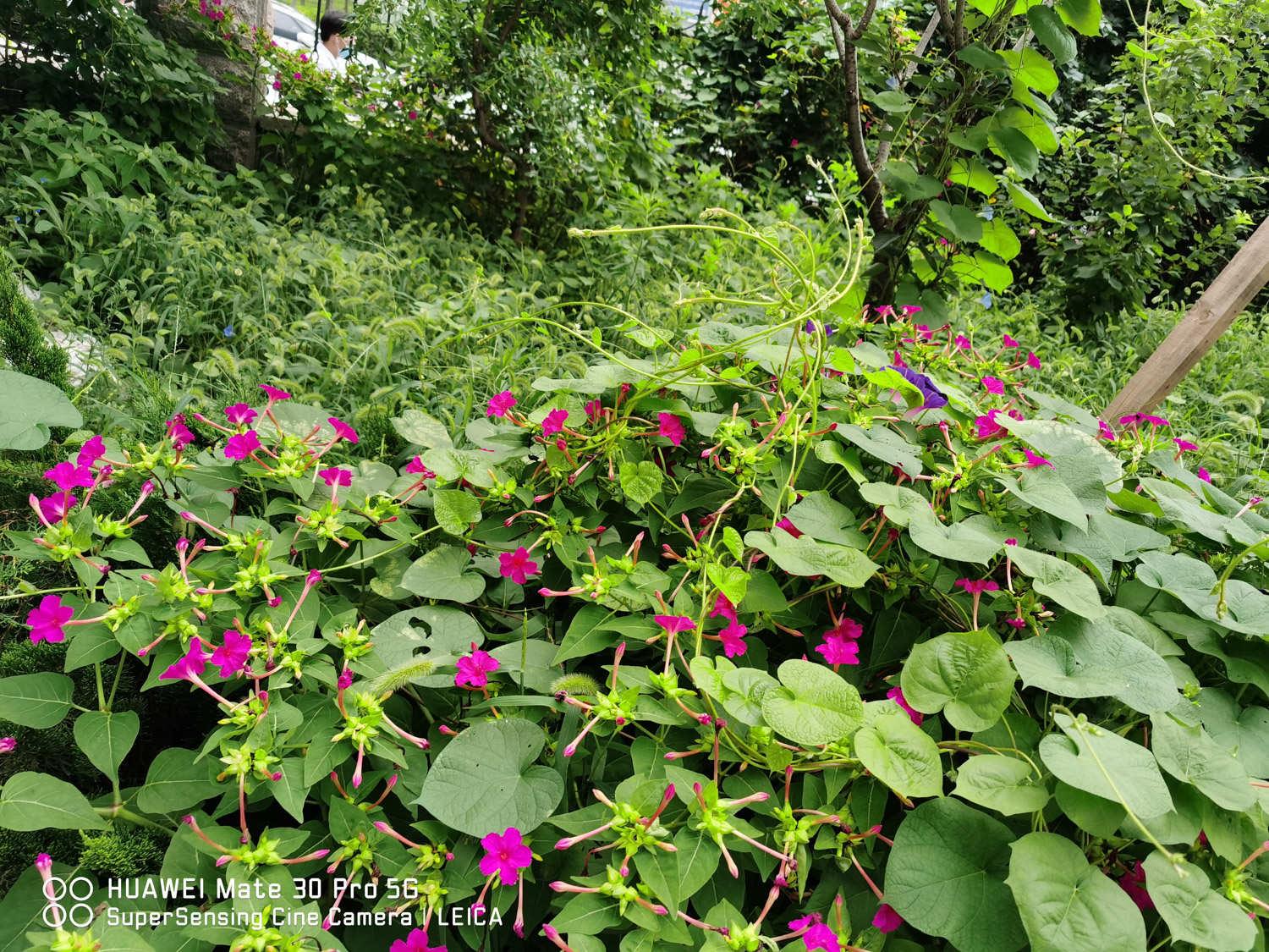 Purple Jasmine