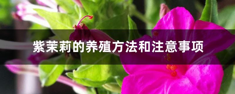 Purple Jasmine Breeding Methods and Precautions