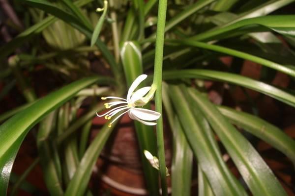 Growing flowers when the indoor temperature is low in winter