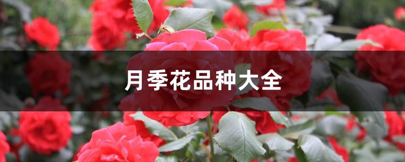 A Complete Collection of Rose Flower Varieties