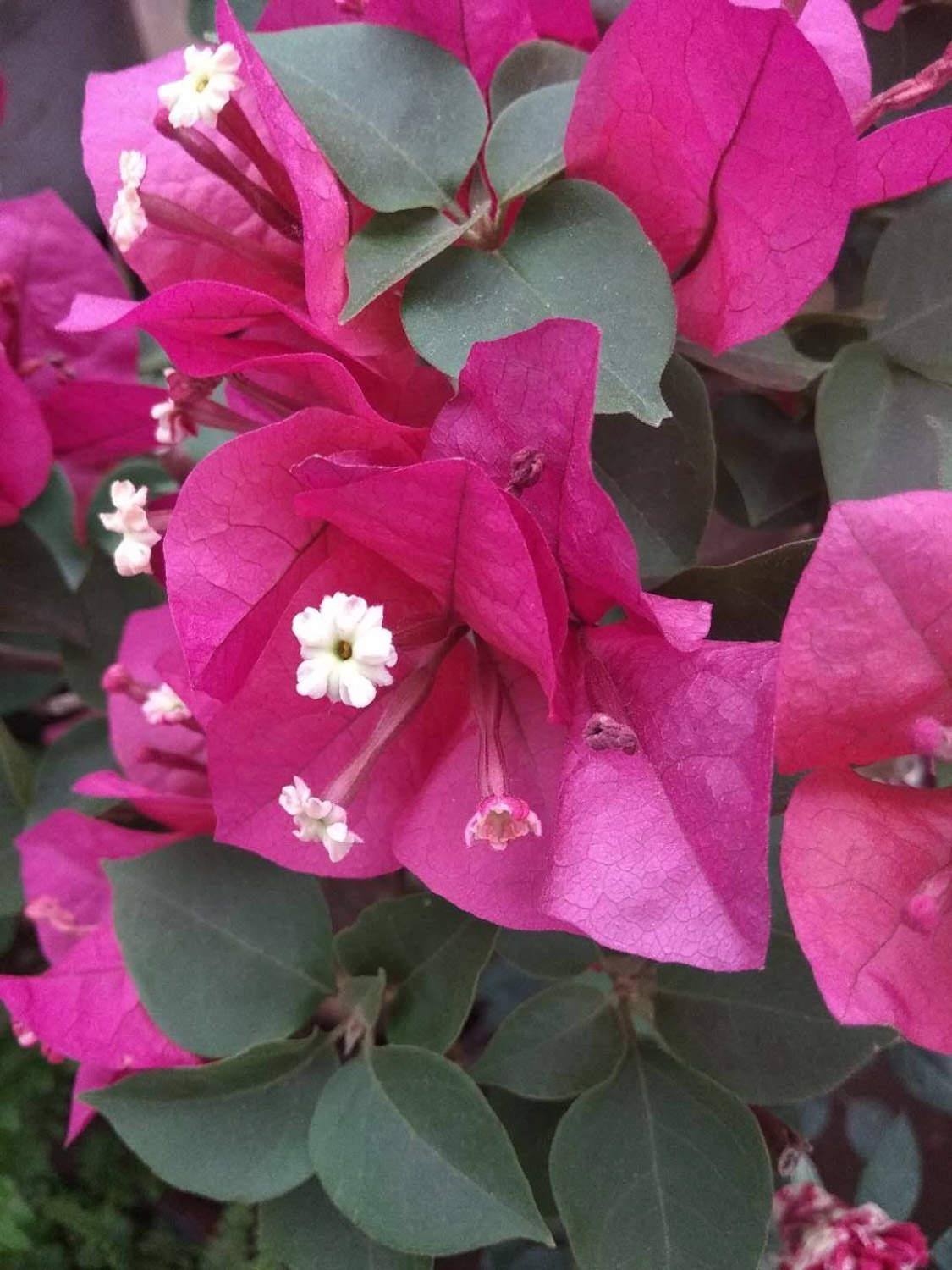 Bougainvillea