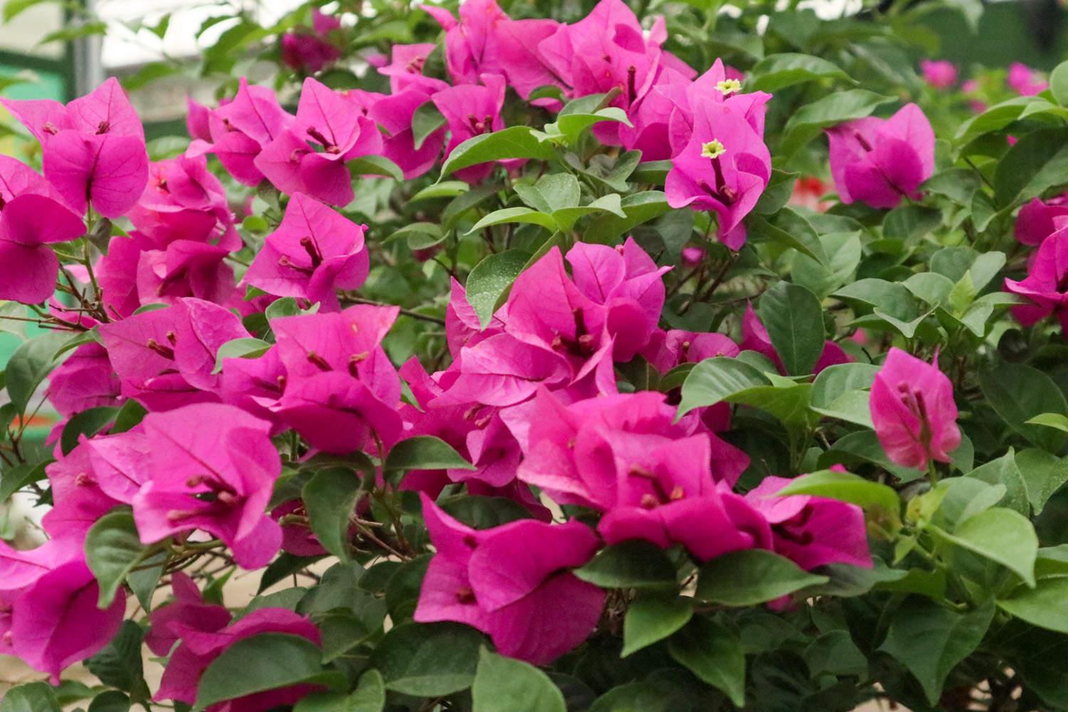 Bougainvillea