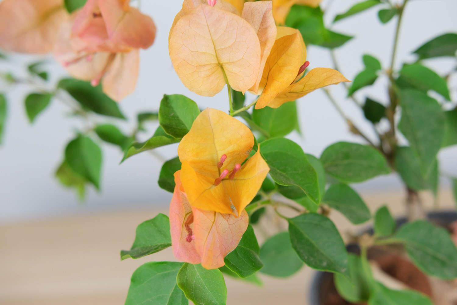 Bougainvillea