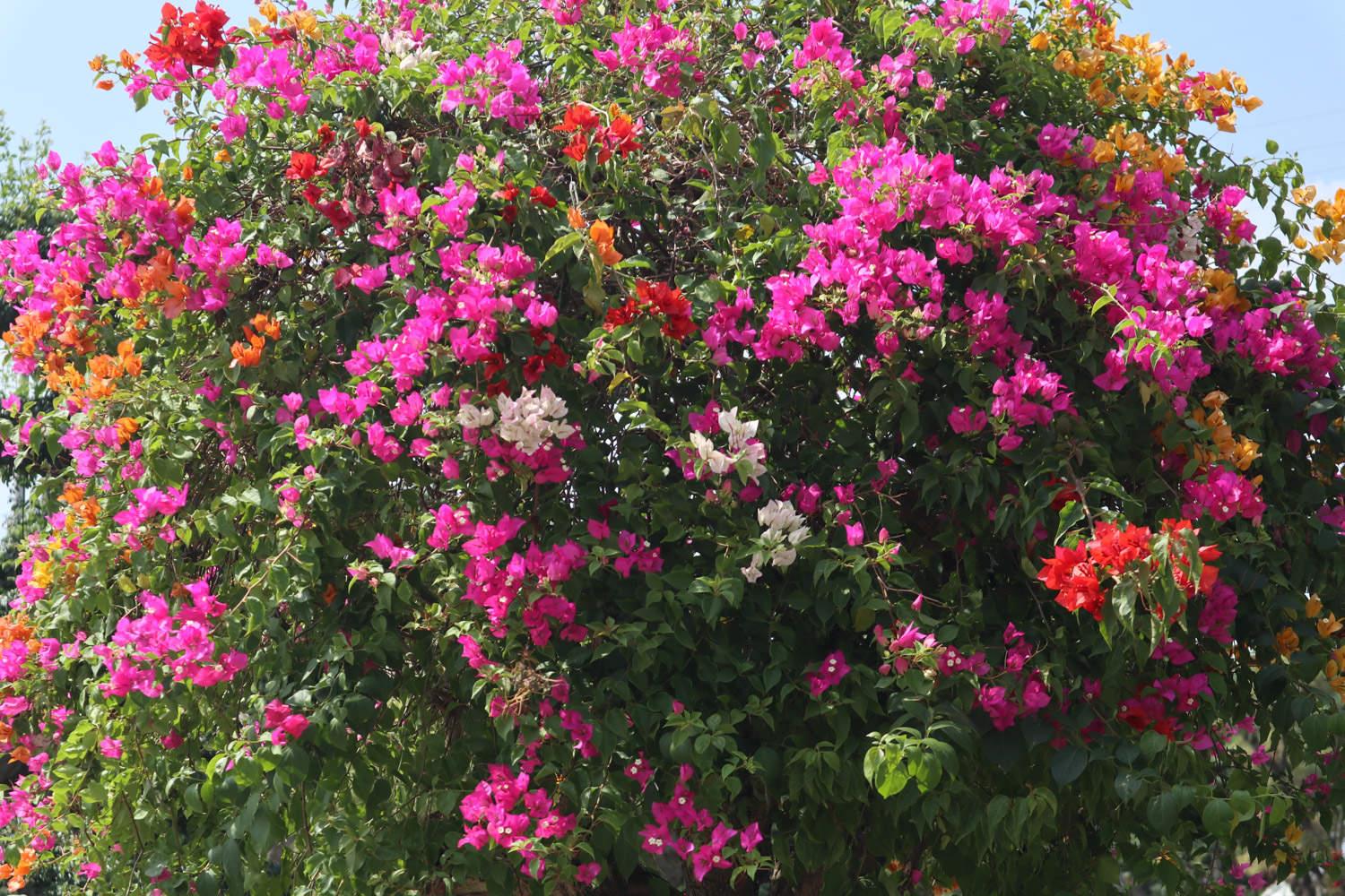 Bougainvillea