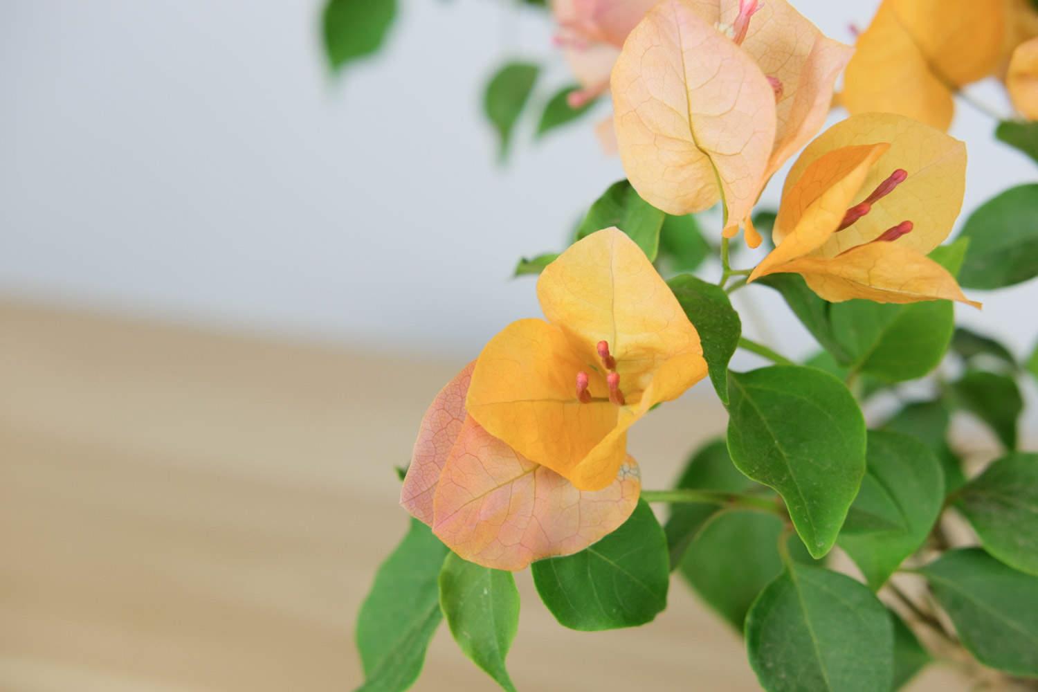 Bougainvillea