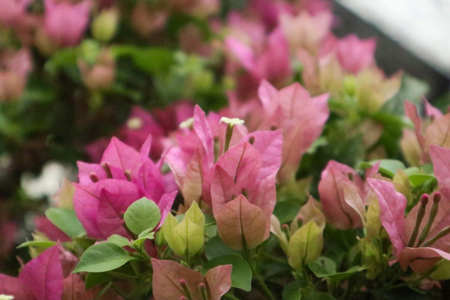 Bougainvillea