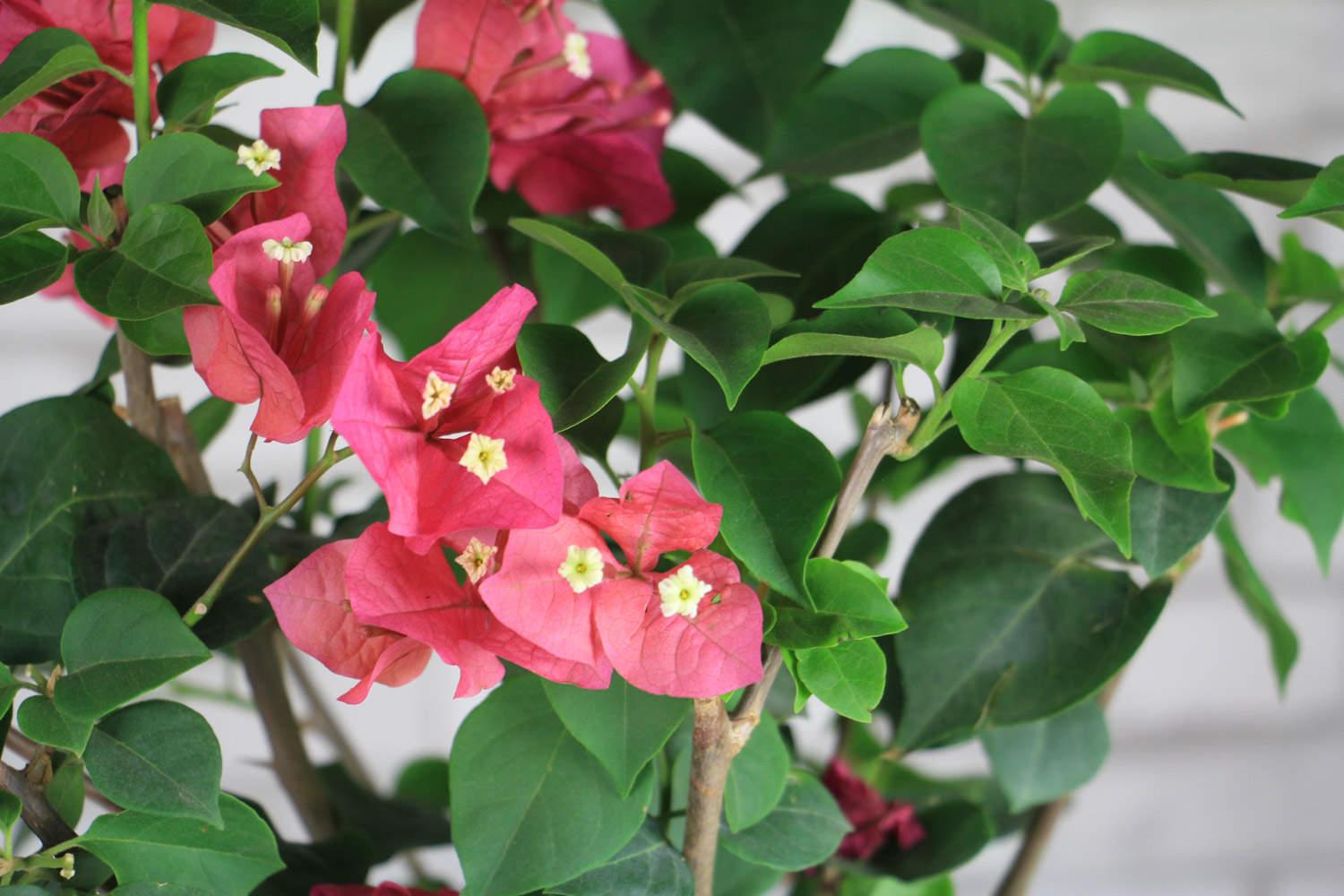 Bougainvillea