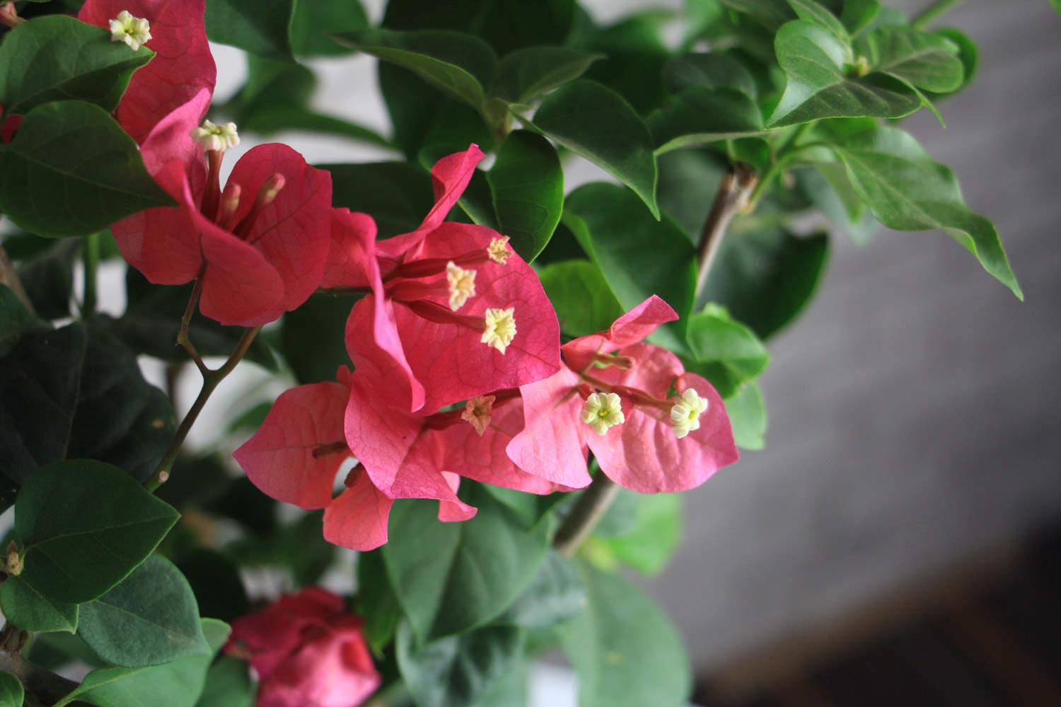 Bougainvillea