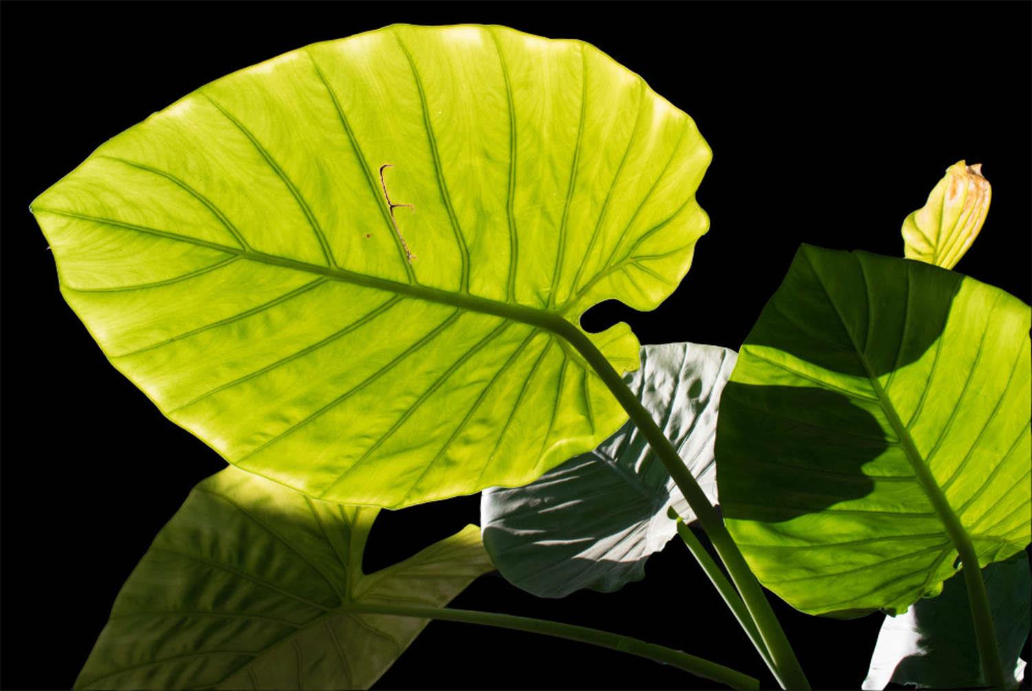 Alocasia