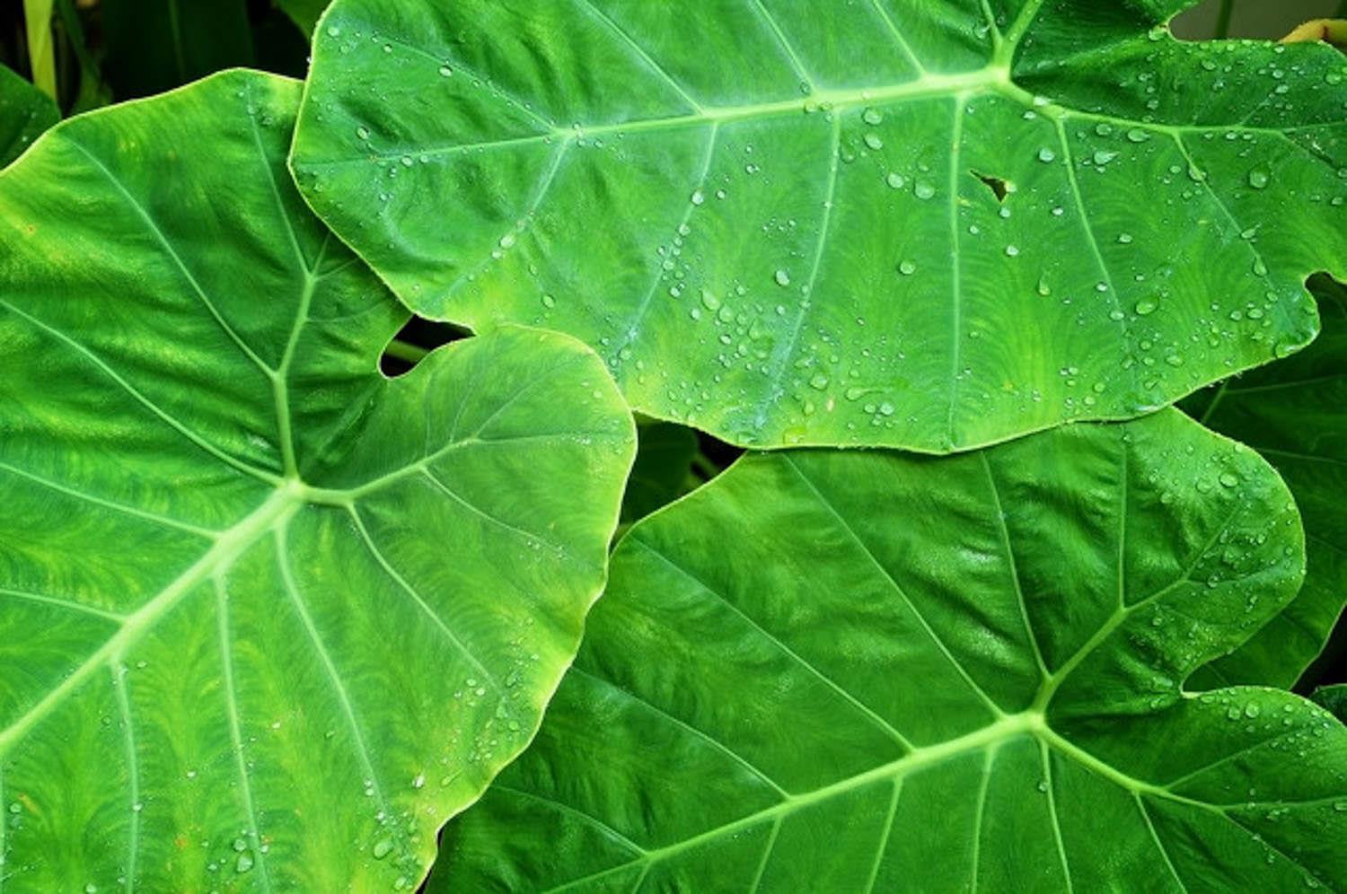 Alocasia