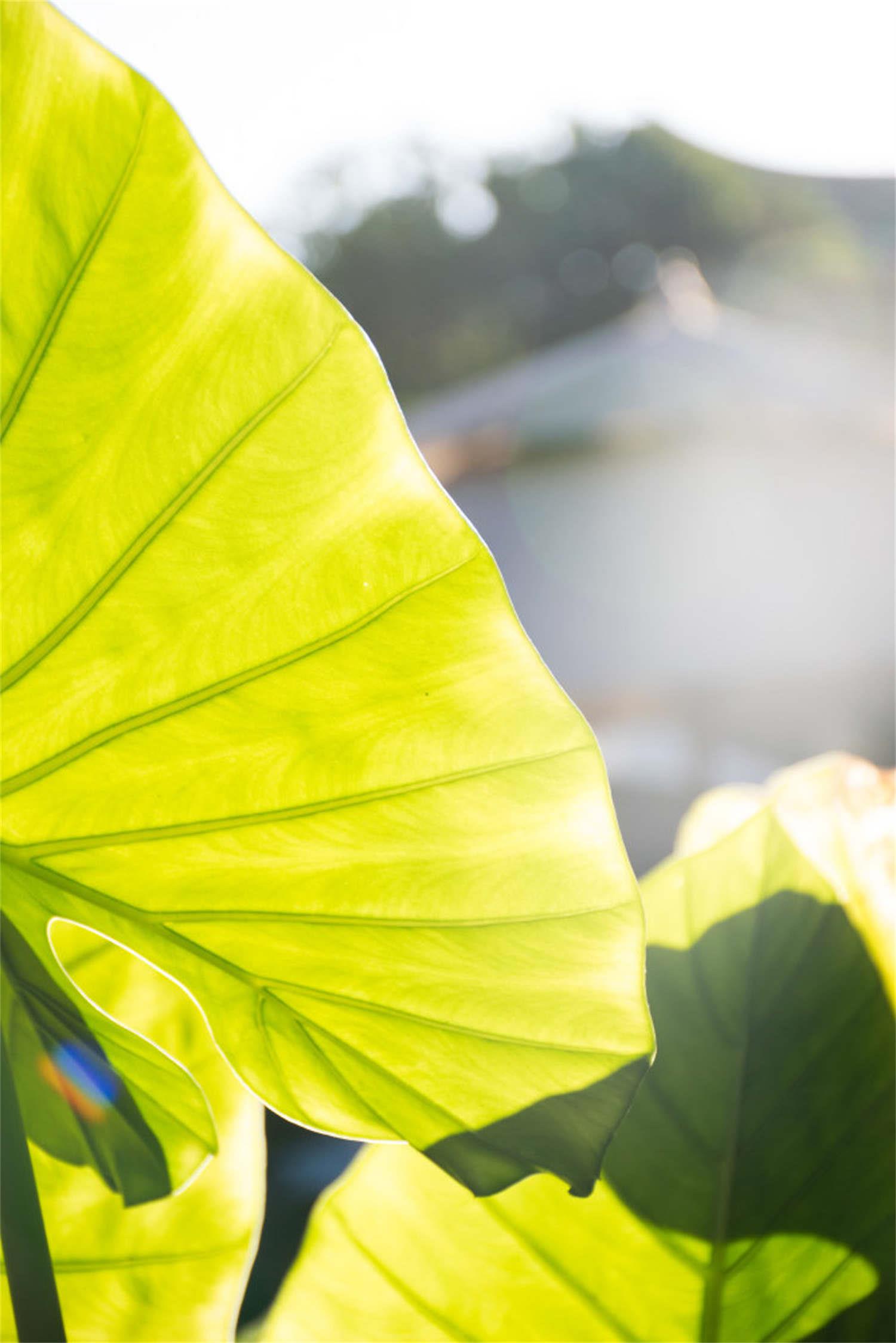 Alocasia