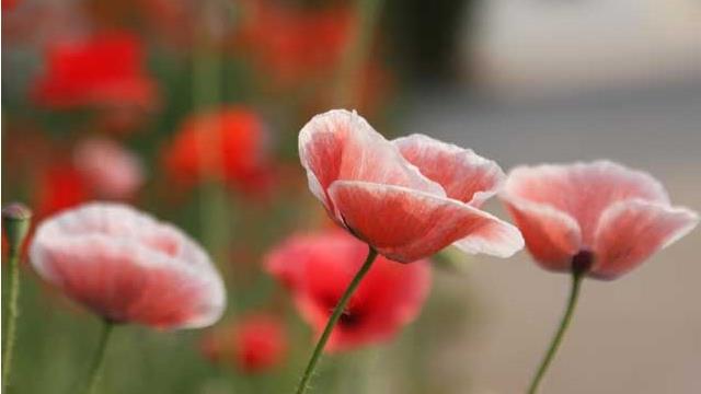 The difference between poppies and poppies