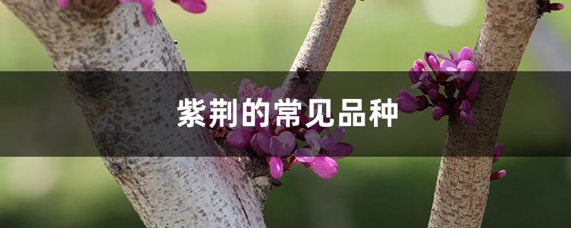 Common varieties of Bauhinia